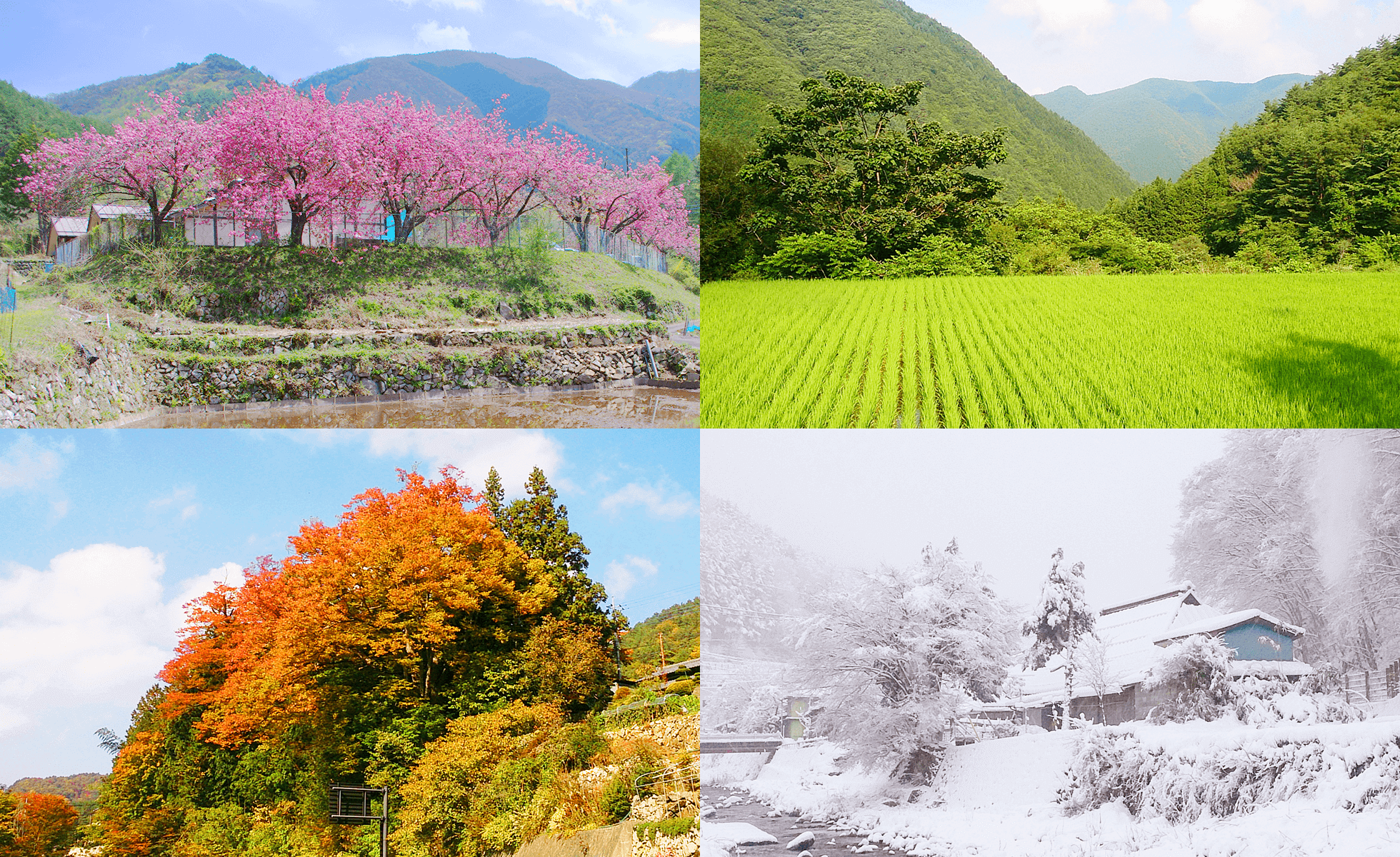 芦川の四季